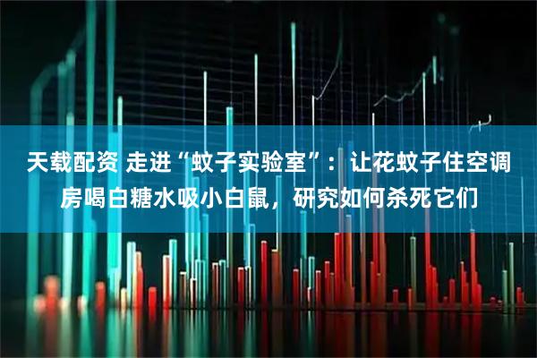 天载配资 走进“蚊子实验室”：让花蚊子住空调房喝白糖水吸小白鼠，研究如何杀死它们